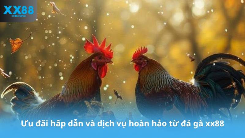 Ưu đãi hấp dẫn và dịch vụ hoàn hảo từ đá gà xx88