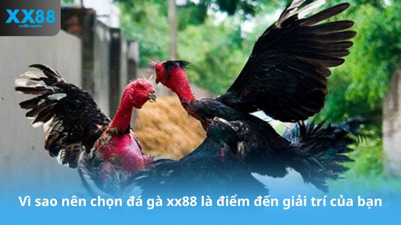 Vì sao nên chọn đá gà xx88 là điểm đến giải trí của bạn